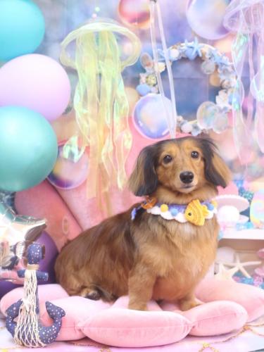 20240806めいちゃん